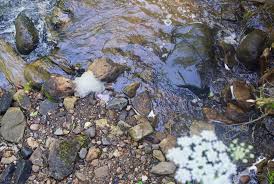 Pfoa and pfos are the best studied of all pfas. Study Pfas Found In Ann Arbor Drinking Water Michigan Advance