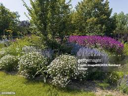Image result for Aster chimanimaniensis