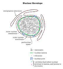 What is the function of nucleus membrane. Nuclear Envelope Definition Function Structure Video Lesson Transcript Study Com