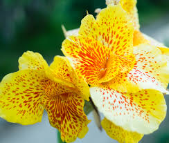 Carefully dig up the plants and look for the joints where new rhizomes grow from older ones. When Do You Prune Cannas