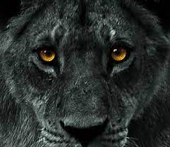 Pin On Black White Lions