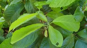 Image result for Clerodendrum schweinfurthii