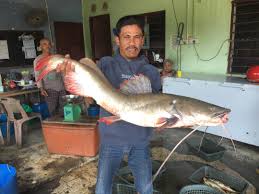 Ikan keli salai kami disalai dengan bara.disediakan sehingga ikan. Spesies Predator Bunuh Ikan Tempatan Kosmo Digital