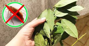 Come Eliminare Scarafaggi E Blatte In Casa Nel 2020 Rimedi Naturali Rimedi Scarafaggi