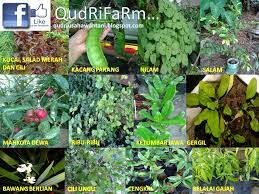 10 likes · 2 talking about this. Qudrifarm Senarai No 2 50 Jenis Pokok Pokok Herba Untuk Jualan Tempahan Di Tapak Semaian Organik Qudrifarm
