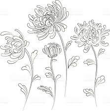 Chrysanthemum Vector Id165801197 2016 2048 Chrysanthemum Tattoo Chrysanthemum Drawing Chrysanthemum