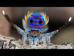 Discover the magic of the internet at imgur, a community powered entertainment destination. Peacock Spider 7 By Jurgen Otto Amazing Animal Pictures Photoshopped Animals Spider