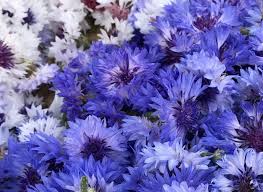 You'll be really amazed at how many edible flowers there are. La Petite Edible Flowers Cornflower Blend