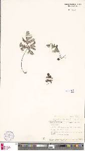 Image result for Aleuritopteris welwitschii