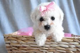 Black Bichon Frise Puppy For Sale Aria Is A Female Bichon Frise Puppy For Sale At Puppyspot Call Us Today To Learn More Reference 564396 When You Call Bichon Frise Puppy Bichon Frise Puppies