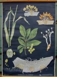 Vintage Botanical School Wall Chart By Jung Koch Quentell For Hagemann