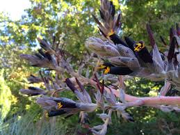 Image result for Pycnostachys coerulea