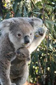 Taronga Zoo S New Koala Joey Peeks Out From Mom S Pocket Koala Bear Koala Animals Beautiful