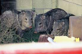 Ants can become a real problem when it comes to feeding your furry friend. How Do I Keep Javelinas Away From My Plants Home Life Health Tucson Com