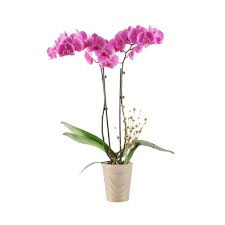 Indoor flowering plants home depot. Home Depot S Plant Return Policy Is Pretty Great
