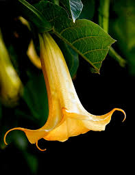 Pin On Flowers And Floral Design