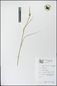 Image result for Tetrapogon tenellus