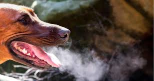 Dental dog biscuits didn't help or any of the many over the counter oral care products they had tried. My Dog S Breath Smells Like Fish Petcoach