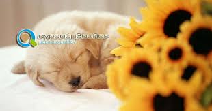 Είναι ημέρα υπενθύμισης ειδικά για την ελλάδα όπου χιλιάδες ζώα υποφέρουν. Pagkosmia Hmera Adespotwn Zwwn Agrosymboylos Matia Sto Mellon