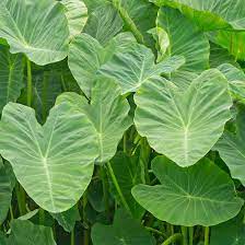 Most dust particles in your house are made from dead. Elephant Ears Colocasia High Country Gardens
