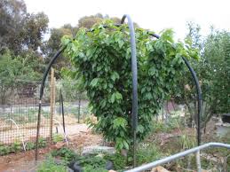 Maybe you would like to learn more about one of these? Scarecrow S Garden Cherry Tree Net Frame