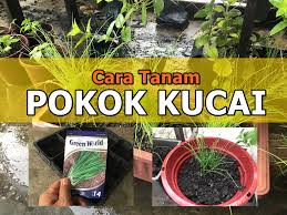 Namun ada pasu seramik kakdah yang sangat besar, hingga tak terangkat. Cara Mudah Menanam Pokok Kucai Guna Biji Benih Green World