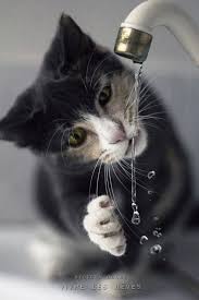 Pretty Kitty My Cat Always Does This To Me When I Try To Wash My Dishes It Never Gets Old On Him I Could Turn Cats Raining Cats And Dogs