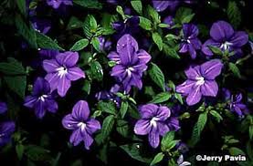 Full sun to part shade. Blue To Purple Annual Flowers Howstuffworks