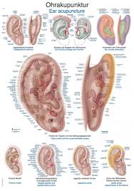 chart ear acupuncture 70x100cm