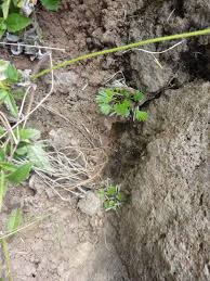 Image result for Actiniopteris semiflabellata