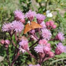 Image result for Campuloclinium macrocephalum