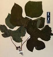 Image result for Cylicomorpha parviflora