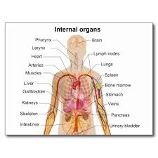 Free Human Body Organs Download Free Clip Art Free Clip