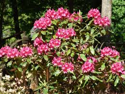 Fertilizing Rhododendrons How And When Do You Fertilize Rhododendrons Organic Gardening Soil Flowering Shrubs Rhododendron