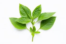 Daun kemangi, yang sering menjadi sayuran segar, memiliki manfaat besar bagi vitalitas pria. Manfaat Daun Kemangi Untuk Tubuh