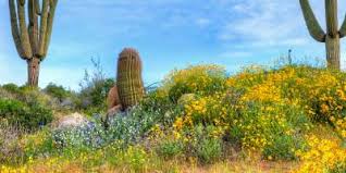 Daylight saving time change dates 2021. Best Arizona Wildflower Hikes Drives Official Travel Site For Scottsdale Arizona