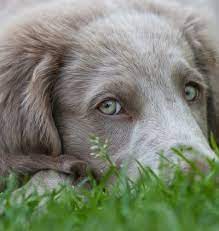 16 Weimaraner Mixes Grey Ghost Companions Like No Other