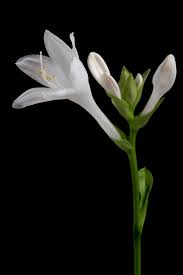 Find the large collection of 46000+ flower background images on pngtree. White Flower Black Background Free Stock Photo Negativespace