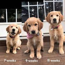 Ace golden retriever home has healthy and playful puppies ready for new homes now. They Grow Very Fast Golden Retriever Pure Love Facebook