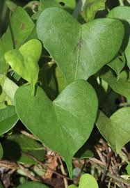 Image result for Ipomoea marginata