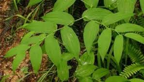 Image result for Jasminum streptopus