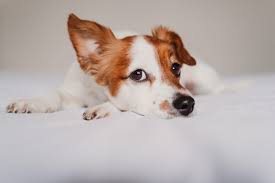 Parvovirus is een zeer besmettelijke en levensbedreigende aandoening die we met name zien bij jonge honden. Coronavirus Ist Covid 19 Gefahrlich Fur Meinen Hund