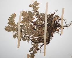 Image result for Azolla nilotica