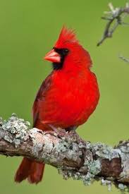 Birds Native To North Carolina Northern Cardinal Native To North America In 2020 Animals Beautiful Birds State Birds