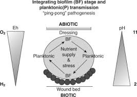 Wound Management An Overview Sciencedirect Topics