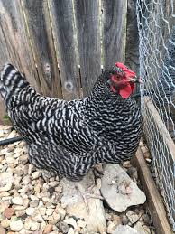 plymouth rock chicken wikipedia