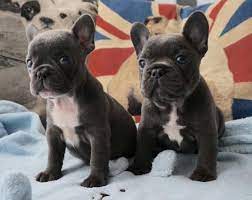 Riverhill blue french bulldogs our main focus is to raise the healthiest most beautiful french bulldog puppies available who are well socialized, have wonderful temperaments and who exemplifies what a french bulldog puppy should be. French Bulldog Puppies Available For Sale 1 For Sale In Wausau Wisconsin Classified Americanlisted Com