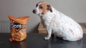 There are a lot of opinions of what qualifies as a large dog breed. Obese Two Stone Dog Was So Fat She Couldn T Jump On Sofa After Gorging On Doritos Mirror Online