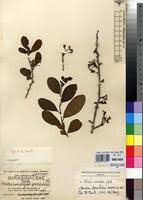 Image result for Ehretia obtusifolia