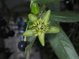 Image result for Passiflora suberosa